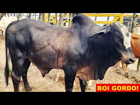 FEIRA DO GADO NO BOLA EM PANELAS-PE  30-08-2026 #nordeste