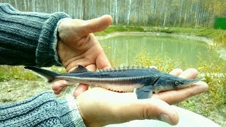 Ловля корма в пруду