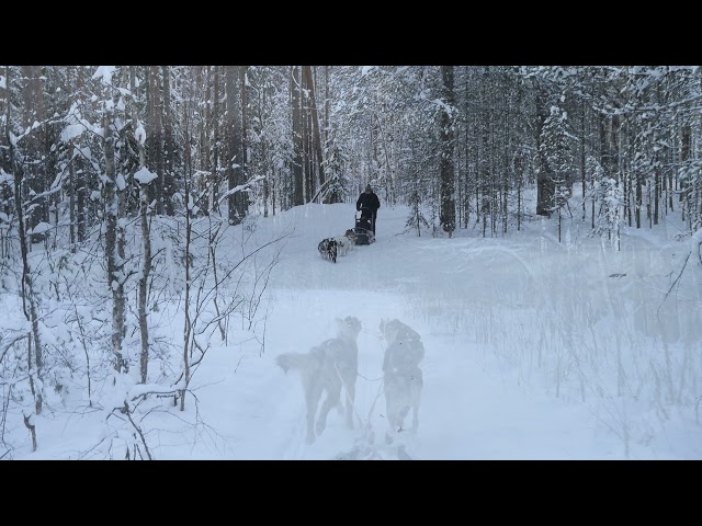 Dog sledding in Karelia, Russia (video)