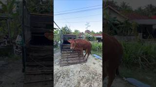 Download lagu MANG UNI CAN GET COWS OUT OF THE CAR mp3 Download lagu MANG UNI CAN GET COWS OUT OF THE CAR mp3