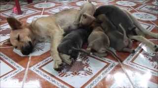 preview picture of video 'Pamo and her 5 puppies'