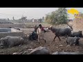 BUFFALO Meeting First Time In Village Horizon Buffalo