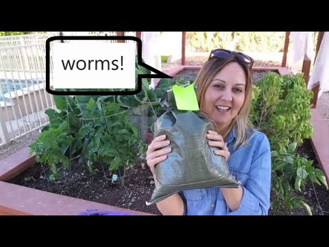 , title : 'Adding Worms to Garden and Compost / Red Wiggler Worms / Going to Arizona Worm Farm in Phoenix, AZ'