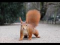 Alvin és a mókusok - Lacika :D