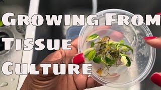 🌱 Tissue Culture Acclimation Process: Florida Beauty 4 Months of Updates Step by Step