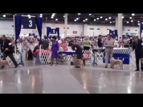 Australian Cattle Dogs- Conformation, Houston Reliant show 2013