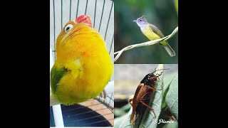 Download lagu Masteran dan Pancingan 3 Kombinasi suara burung LoveBird, Cucak Jenggot, dan suara Jangkrik mp3 Download lagu Masteran dan Pancingan 3 Kombinasi suara burung LoveBird, Cucak Jenggot, dan suara Jangkrik mp3