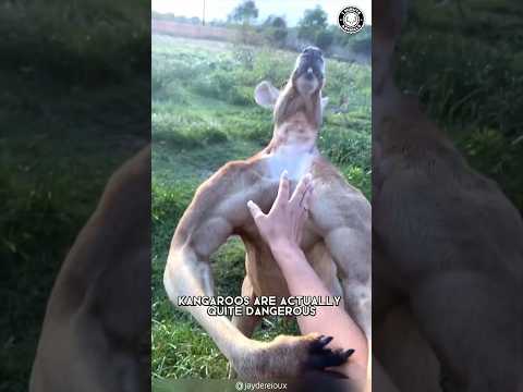 Kangaroo ⚠️ Do NOT Mess With It!
