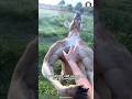 Kangaroo ️ Do NOT Mess With It