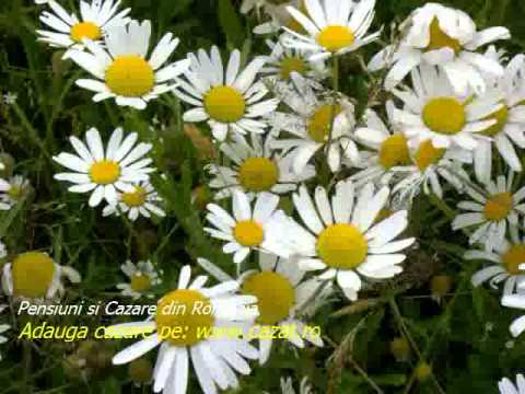 Cazare Valea Budului, Bacau - Cazat.ro