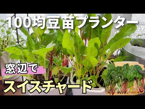 園芸 スイスチャード、スイスチャード、ペリー