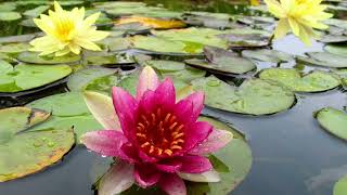 You Keep Coming Back Like a Song　（ Irving Berlin）   Mantovani