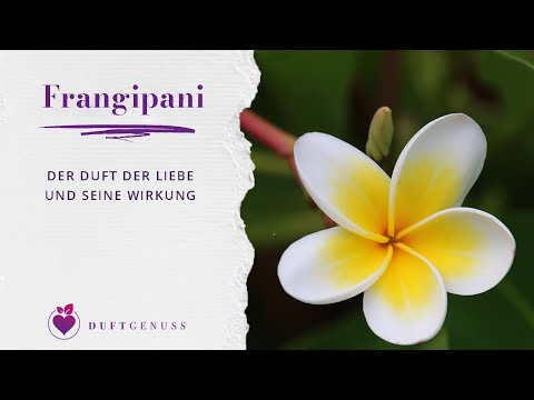 Frangipani - Duft der Liebe und die Wirkung seines ätherischen Öls