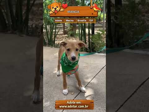 Vídeo de MANGA