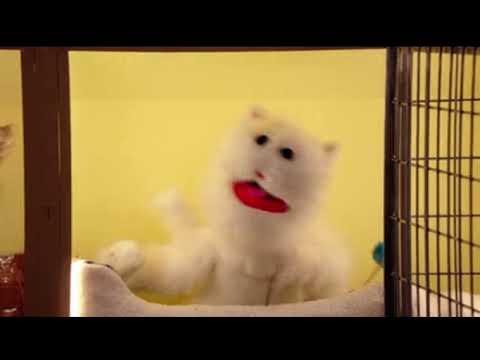 fuckton of cats - crazy ex-girlfriend russian