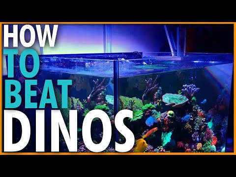 This is how I beat Dinoflagellates. You can too!