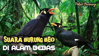 Download lagu Suara Burung Beo Di Hutan Belantara Burung Beo gac... mp3