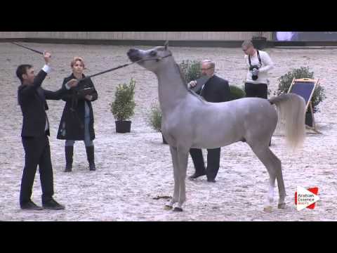 N.69 WORTEX KALLISTE - DEAUVILLE 2015 - Yearling Colts (Class 6B)