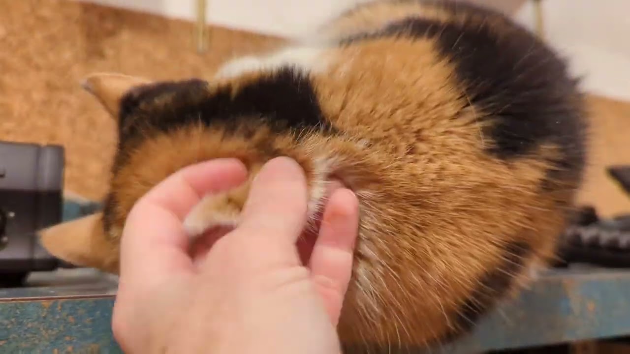 Enlarge Spirit, a Adoptable mixed breed in Fairview Heights, IL video 5/5