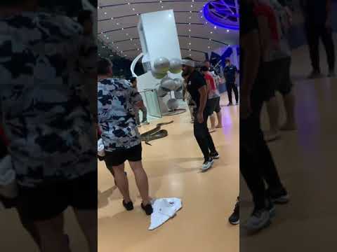 When a Huge Snakes Shows up at Khabib's practice in Dubai