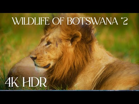 Pristine Botswana | 4K HDR Wildlife of Chobe National Park, Khwai, Savuti & Mababe Areas - #2