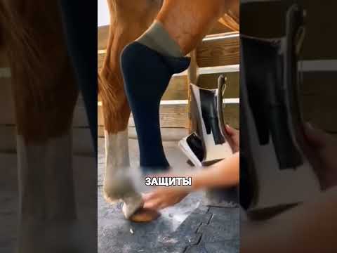 Зачем лошади одевать десять носков ПОДРЯД🥹🐴🧦