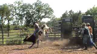 864 2yr old bucking bull Ferguson bucking bulls