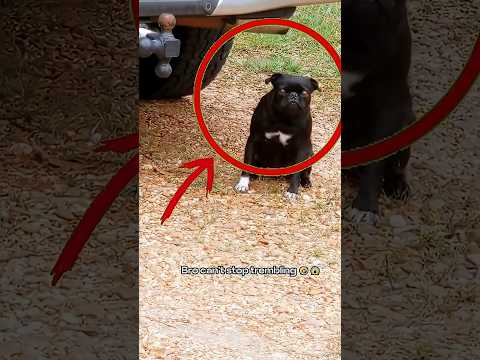 Les chiens terrifiés à l'approche d'Halloween | réactions drôles et effrayantes de chiens