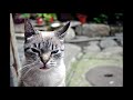 Angry Cat Sounds