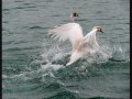 Лебедь Белая (Ю. Михальчик) 