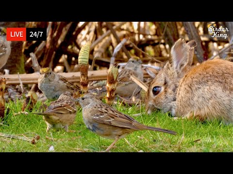 ???? 24/7 LIVE: Cat TV for Cats to Watch ???? Spring Birds Bunnies Baby Geese 4K