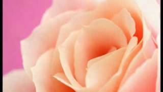 Vangelis - Damask Rose