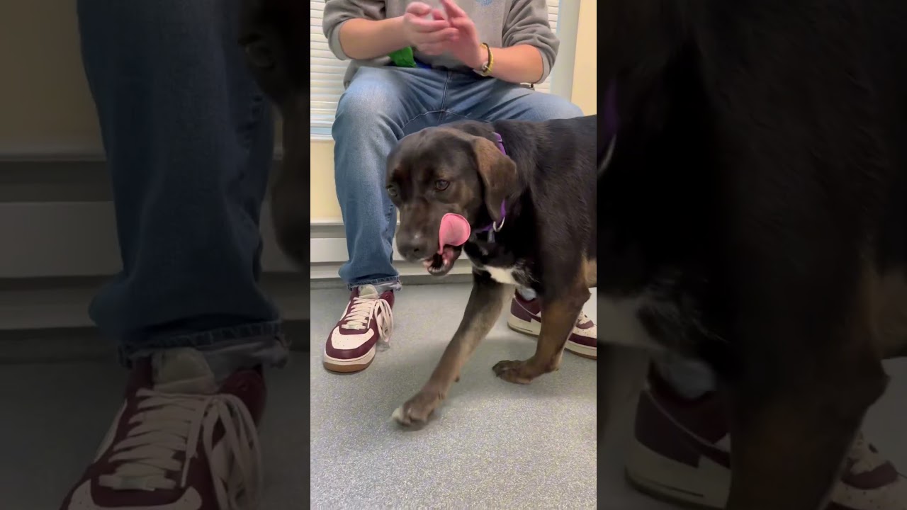 Alma, an adopted mixed breed in Briarcliff Manor, NY video 2/2