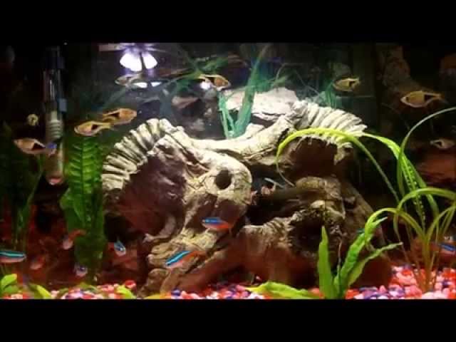 Jaws Catfish with Tropical  Fish