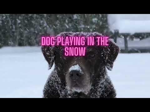 dog playing in the snow