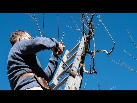 Das Gartenjahr: Was ist beim Obstbaumschnitt wichtig?