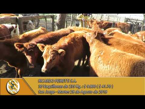 28-08-18 Venta de Hembras - Ricardo Peiretti S.A. - San Jorge.