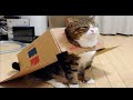 Funny cats, dogs and other animals # 41