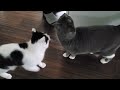 Loud Cats Demand Food But Get In The Way While Making It