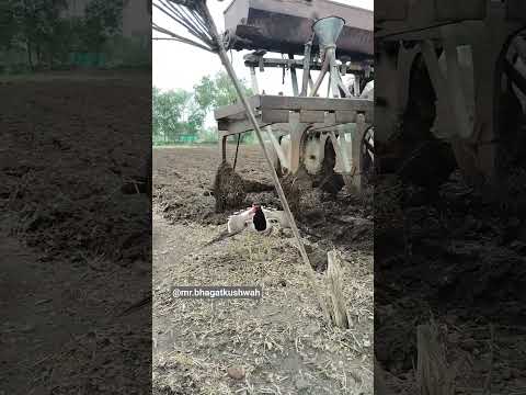 अंडे ओर टिटहरी💯🥰🌾 #ytshorts #shortsviral #viral #reels #youtube