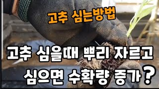고추 이렇게 심으면 수확량 증가하고 빨리 수확합니다! #고추심는방법 #고추비료주는방법 #chili #고추거름…