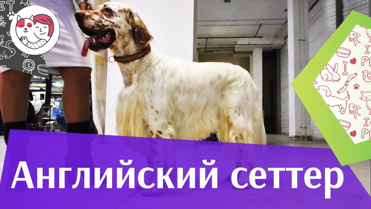 Английский сеттер на ilikepet. Особенности породы, уход