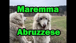LEARN MORE About Maremma Abruzzee Livestock Guardian Dogs