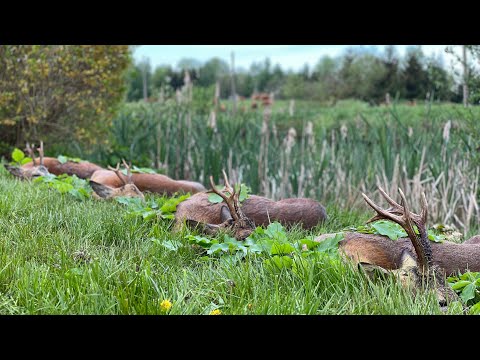 Zwei Böcke auf der Pirsch erlegt