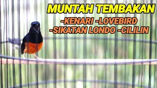 Download lagu PANCINGAN murai batu BONGKAR ISIAN kenari,lovebird,sikatan londo,cililin cocok untuk MASTERAN mp3