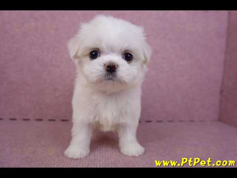 09/21馬爾濟斯公幼犬(高雄左營)