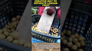 Easy Way To Remove Longan Fruit From Its Stem
