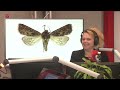 Linda Vink ontdekt nieuwe vlinders