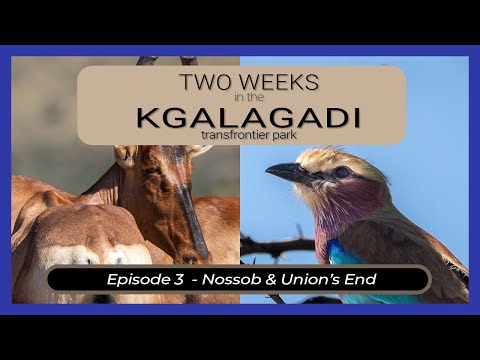 Two Weeks in the KGALAGADI - Episode 3 - Nossob & Union's End