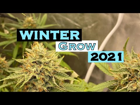 Cannabis Grow Update Veg | 24 HOUR CYCLE